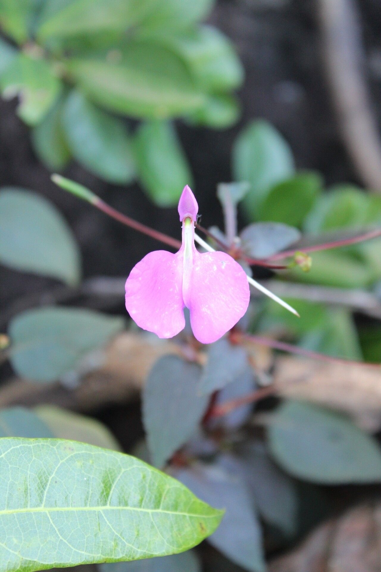 Impatiens bardotiae — houseplant care guide