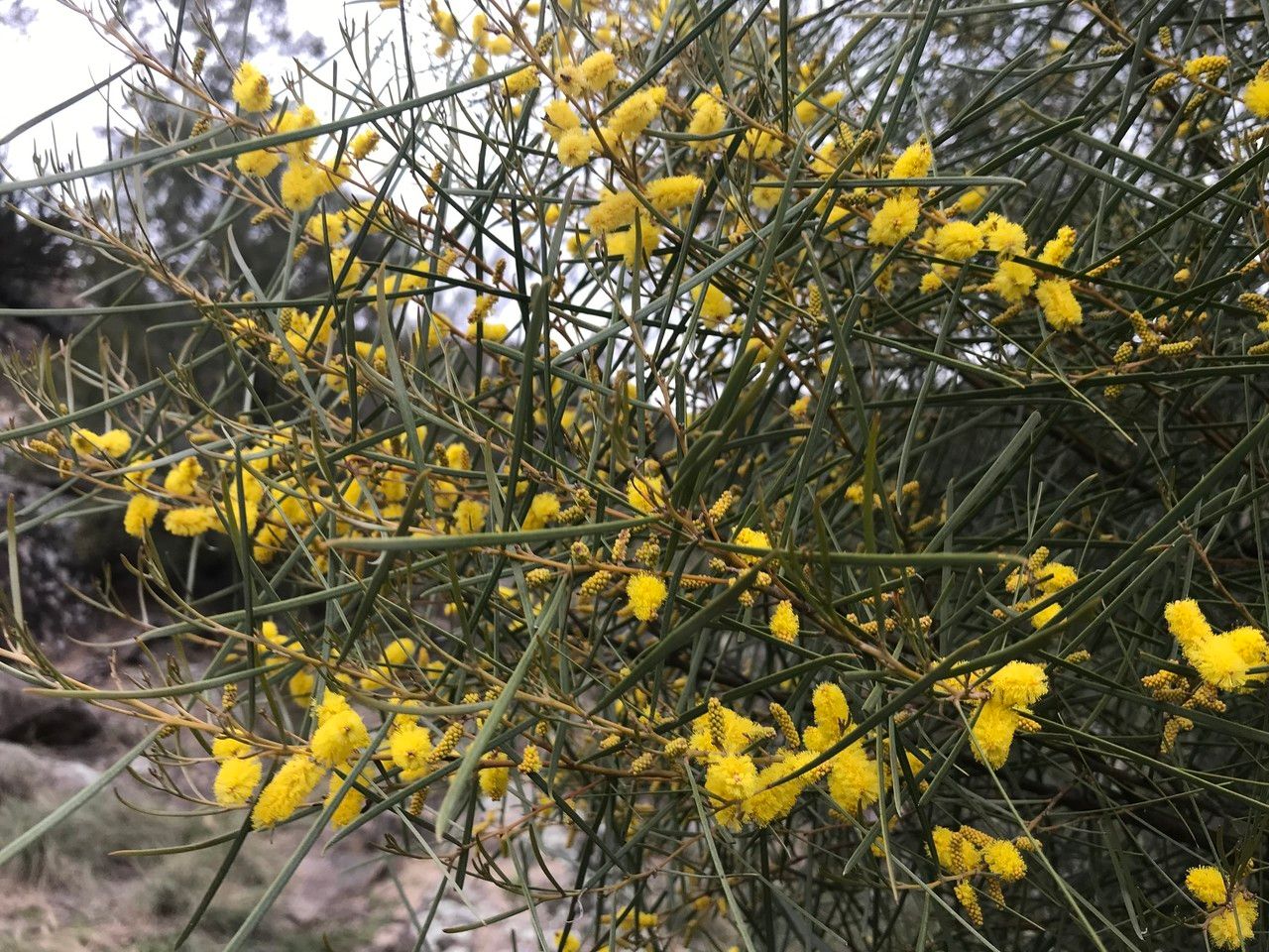 Acacia doratoxylon flower