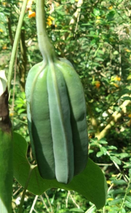 Aristolochia andina fruit