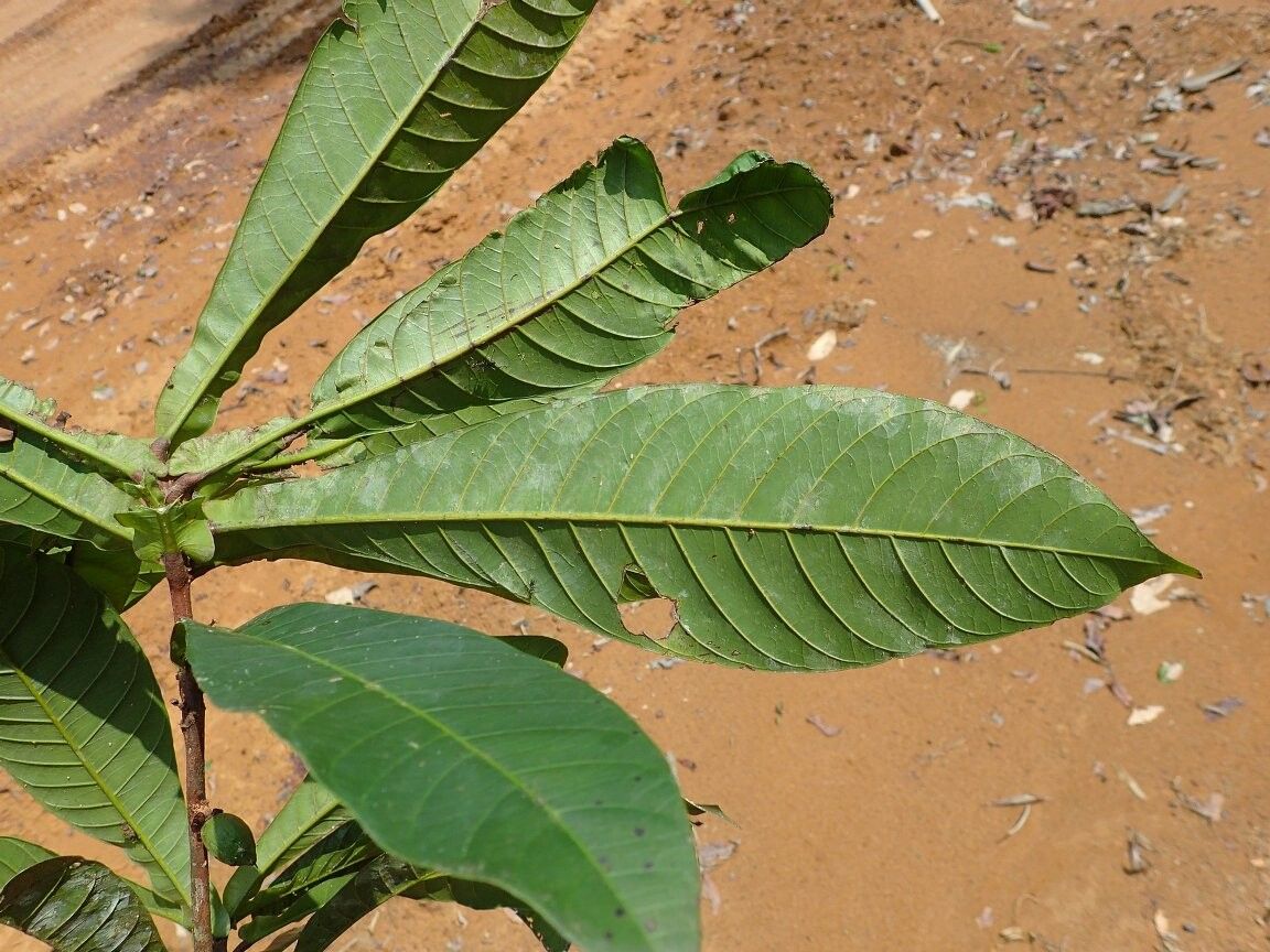 Synsepalum subcordatum — houseplant care guide