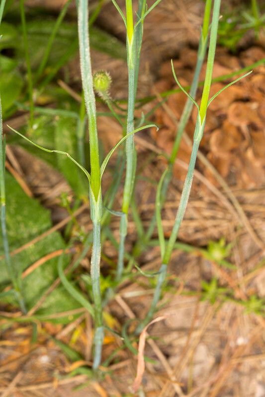 Petrorhagia nanteuilii — search result for 'Caryophyllaceae'