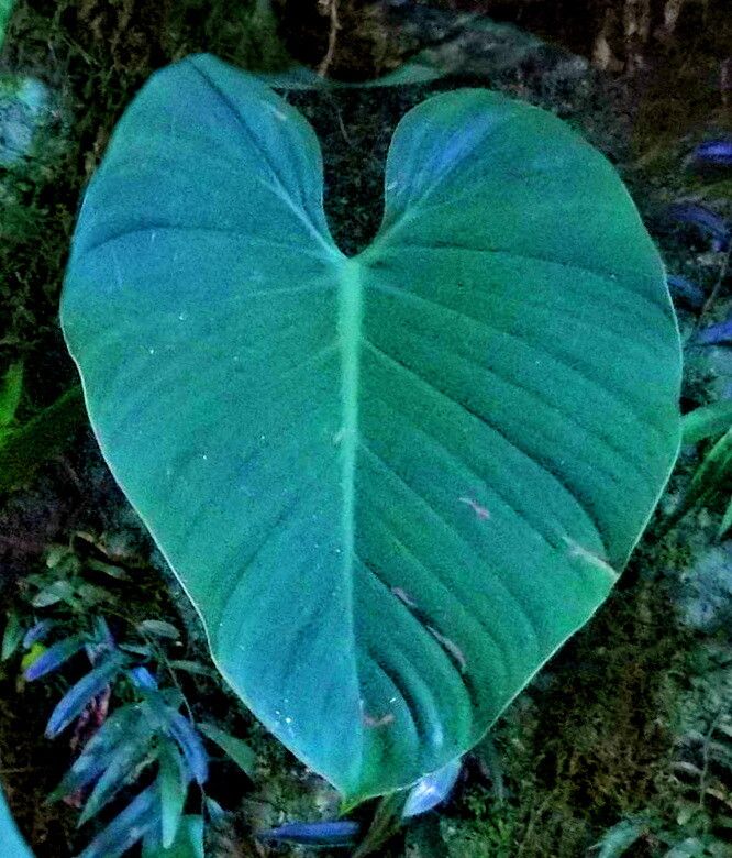 Philodendron eximium — houseplant care guide