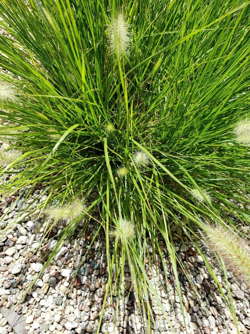 Cenchrus alopecuroides — search result for 'Pennisetum'