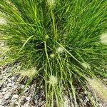 Cenchrus alopecuroides