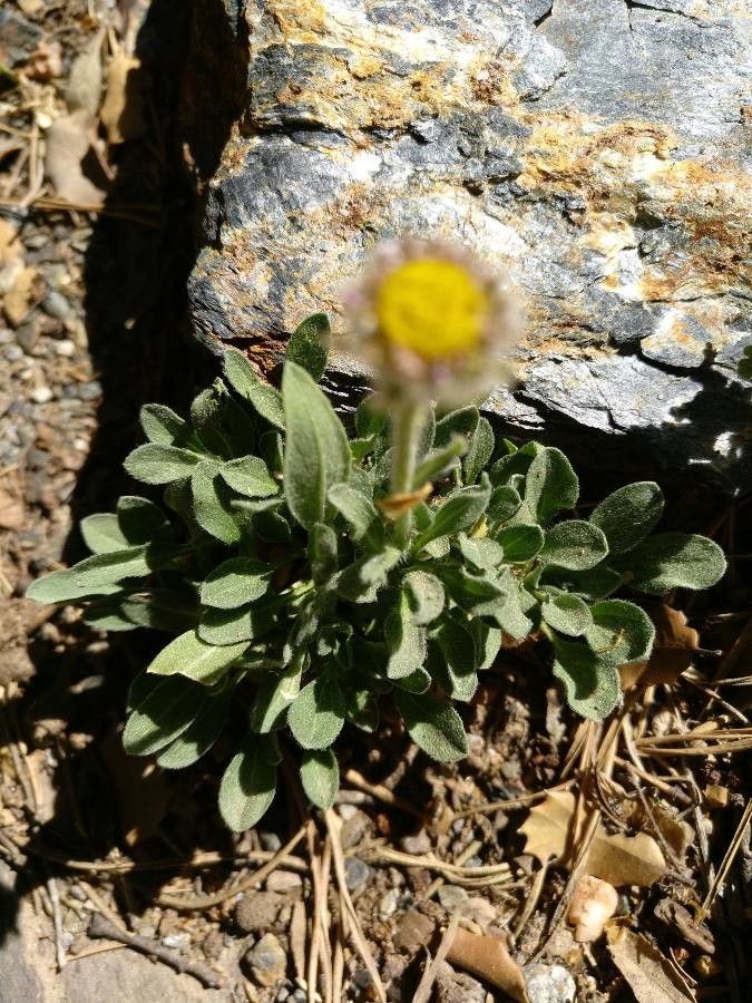 Erigeron frigidus — search result for 'Kentucky'