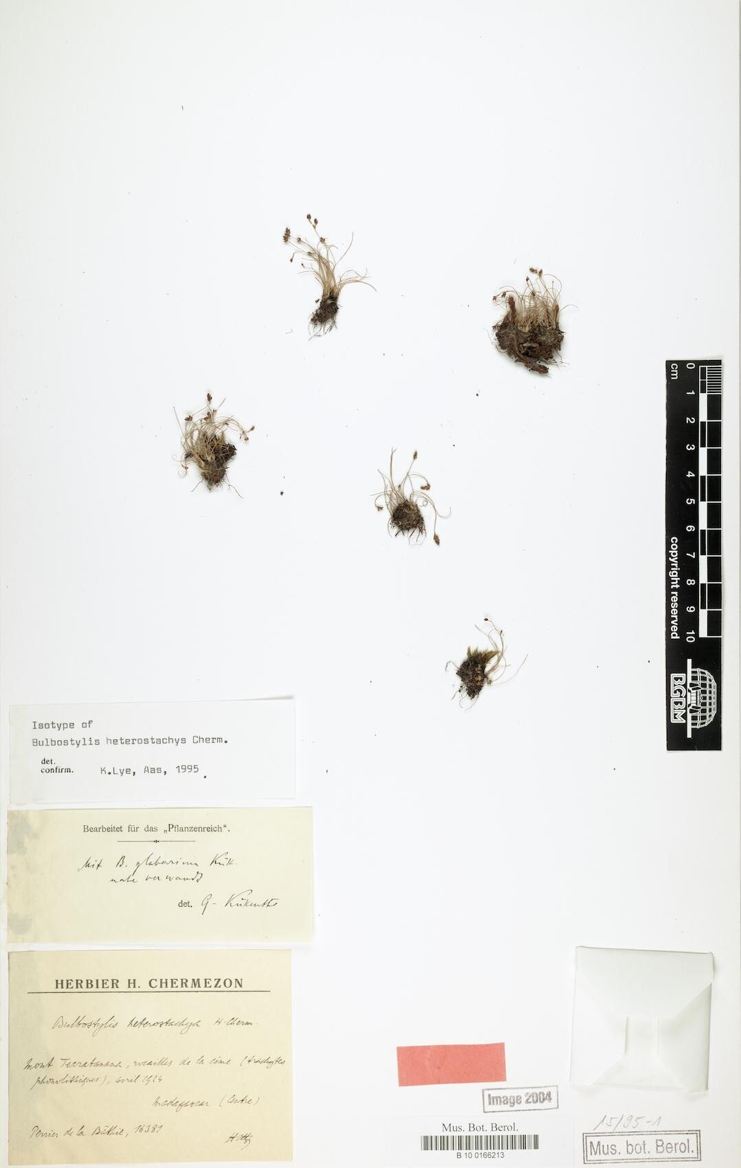 Bulbostylis heterostachya — houseplant care guide