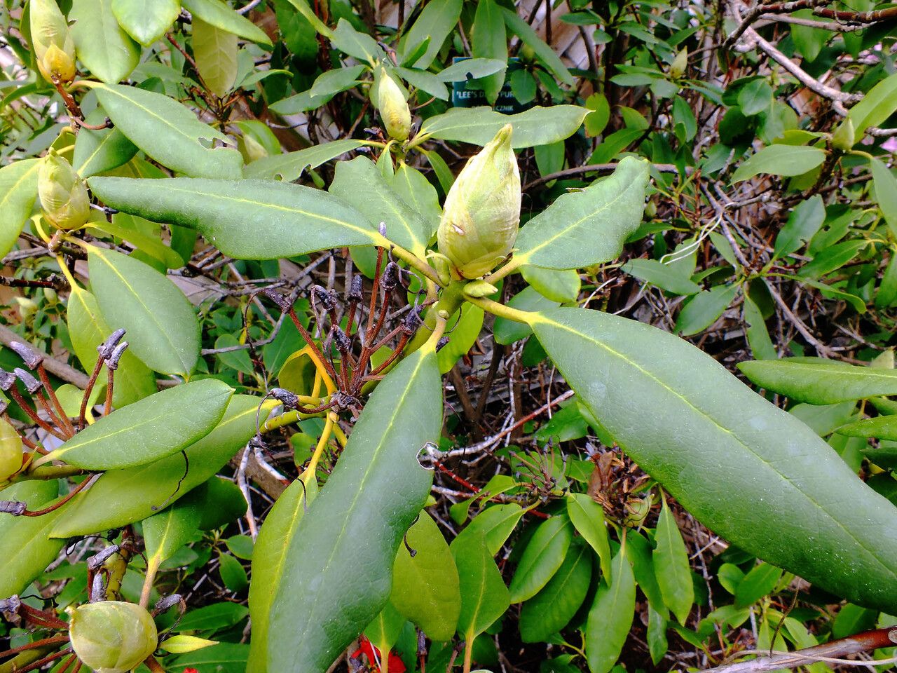 Rhododendron japonicum — search result for 'Ericaceae'