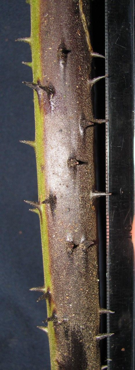 Cyathea acutidens fruit