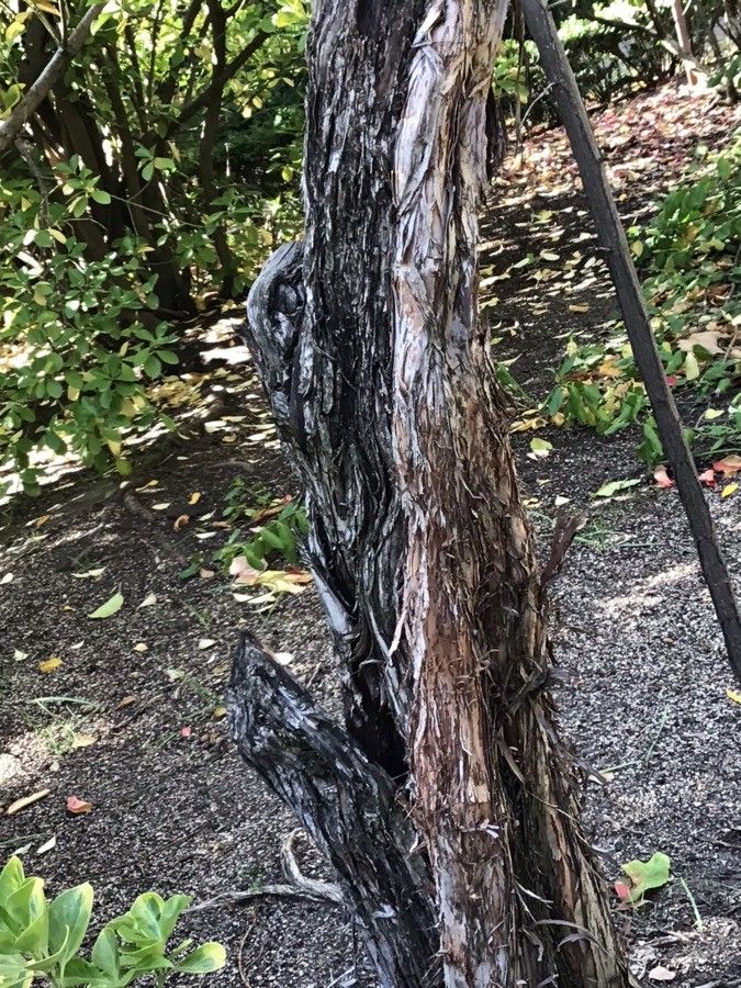 Melaleuca decussata bark