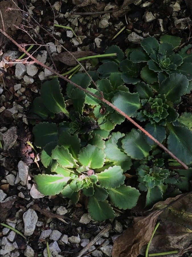 Saxifraga umbrosa leaf