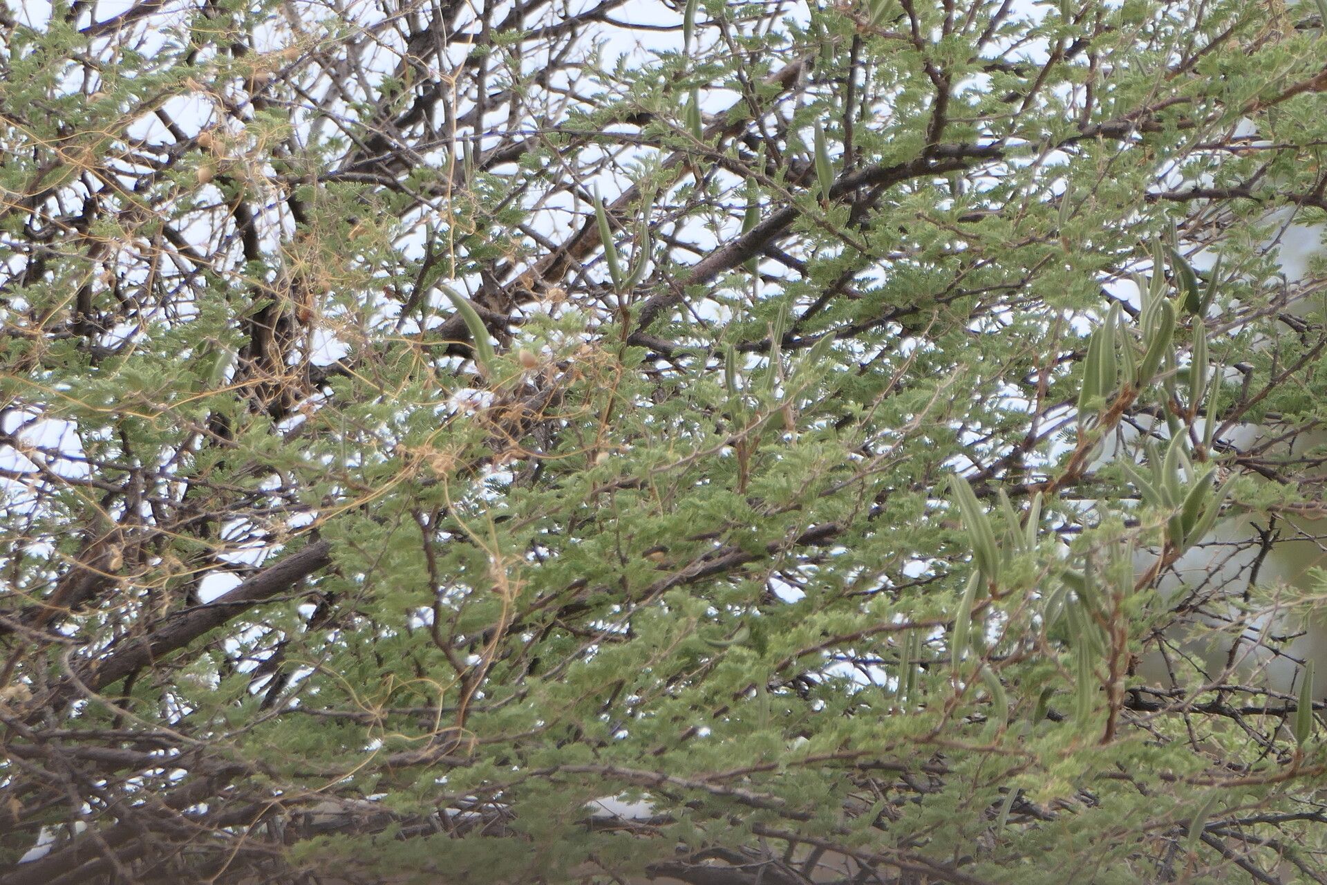 Vachellia hebeclada fruit