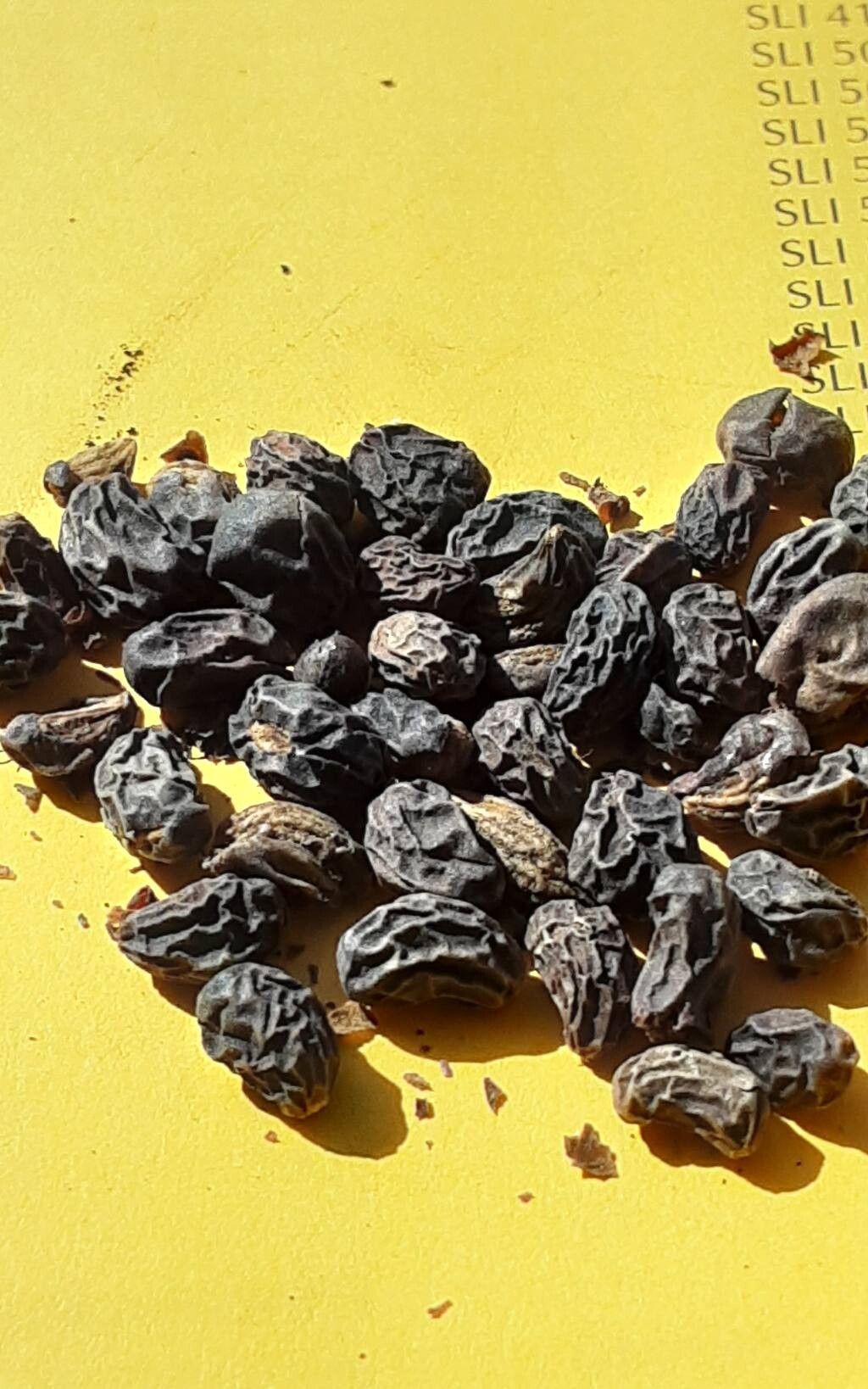 Monstera costaricensis other