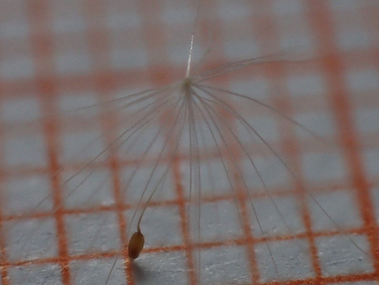 Typha minima — search result for 'Typhaceae'