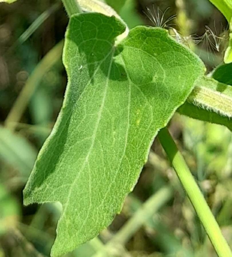 Mikania cordifolia — related species from the same genus