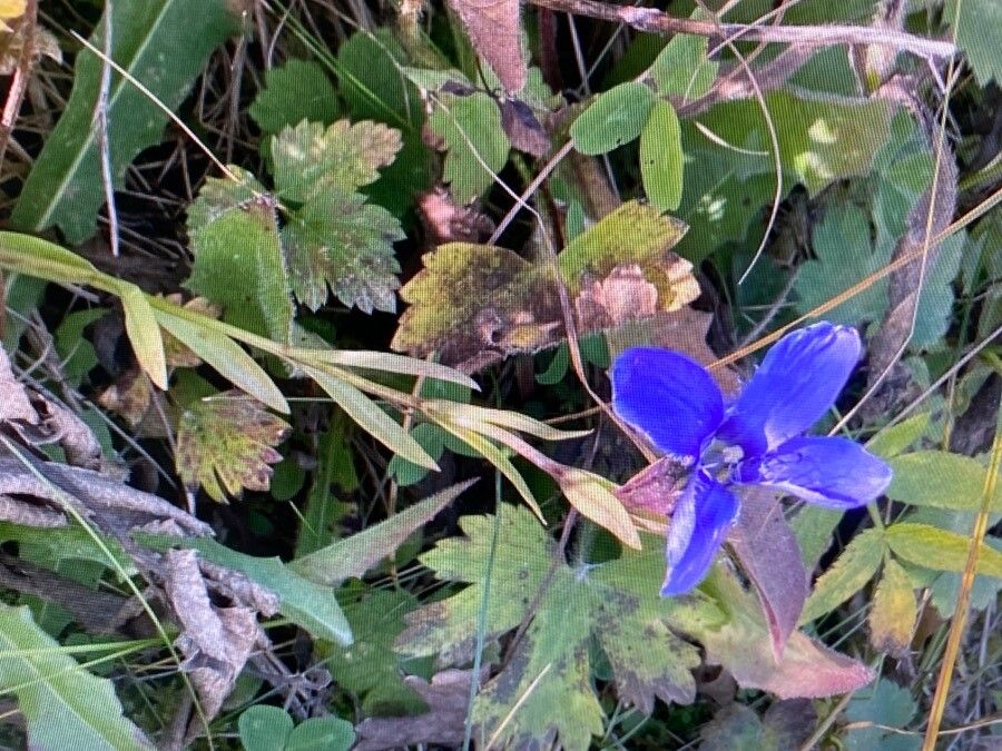 Gentiana pumila — search result for 'Gentiana'