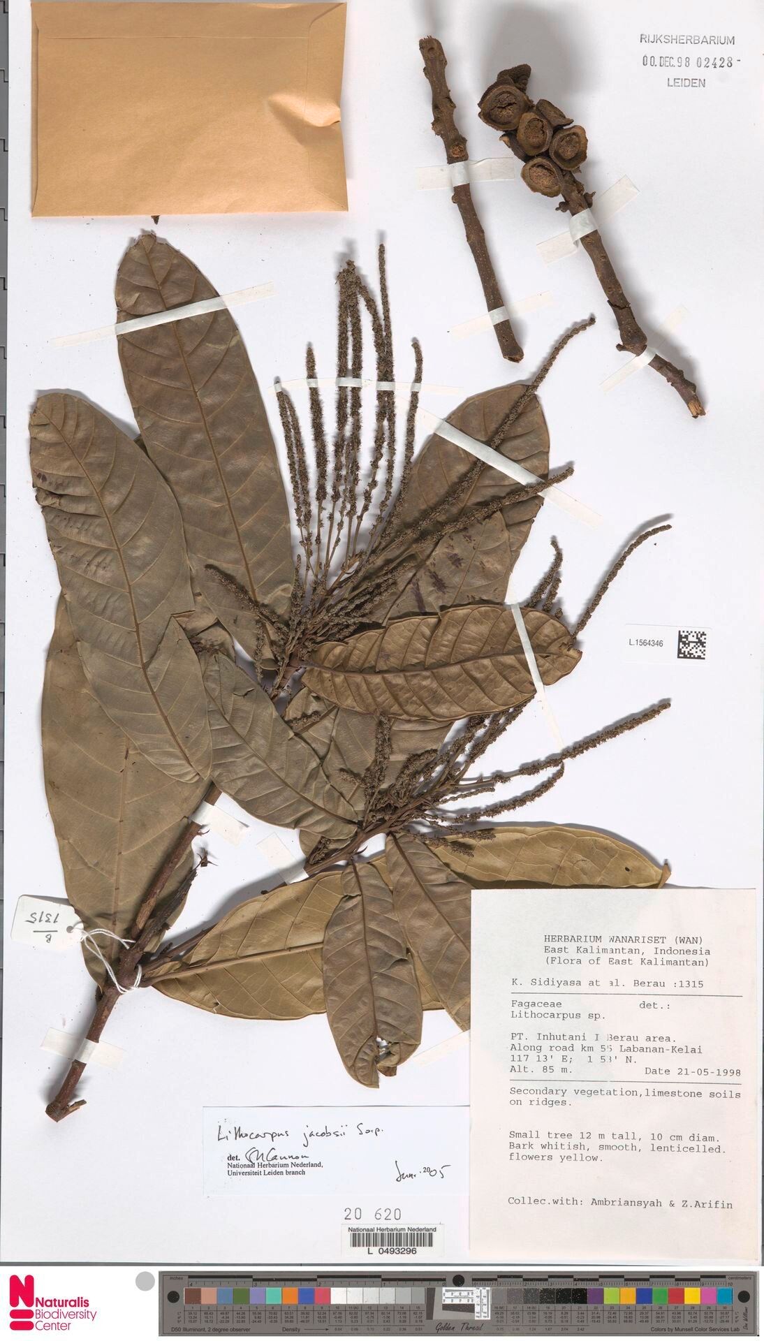 Lithocarpus jacobsii — search result for 'Lithocarpus'