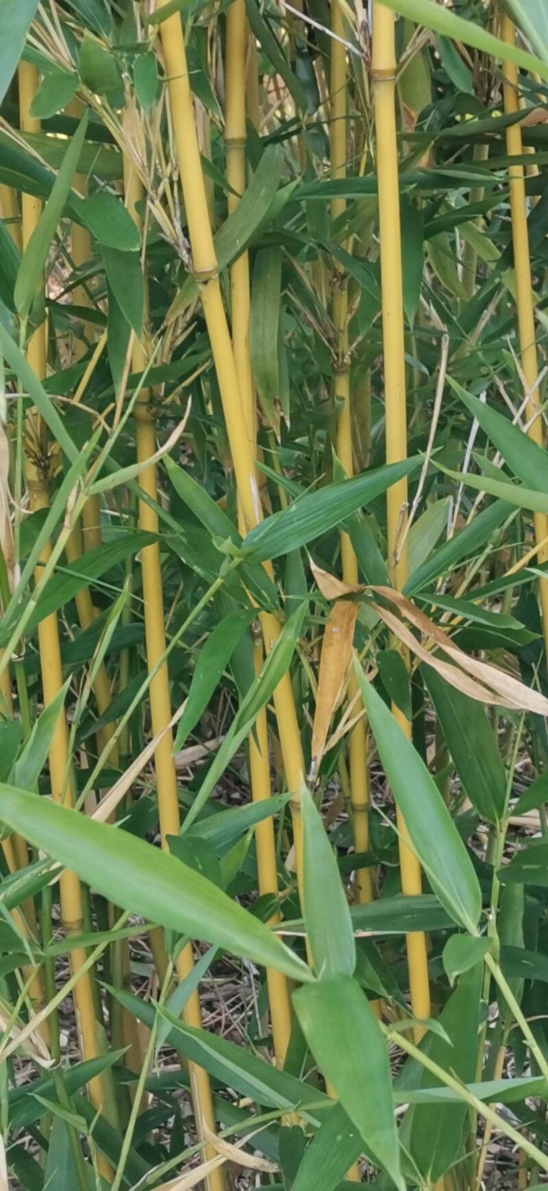 Semiarundinaria okuboi bark