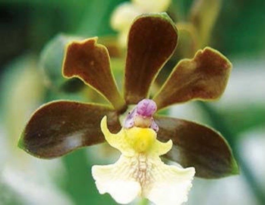 Prosthechea varicosa flower