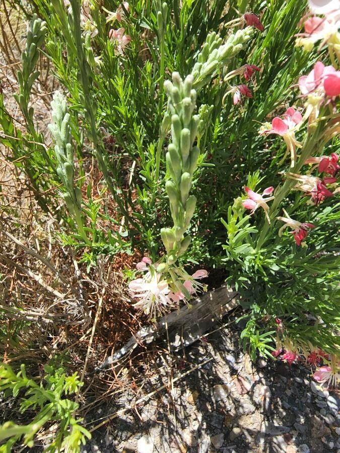 Oenothera suffrutescens leaf