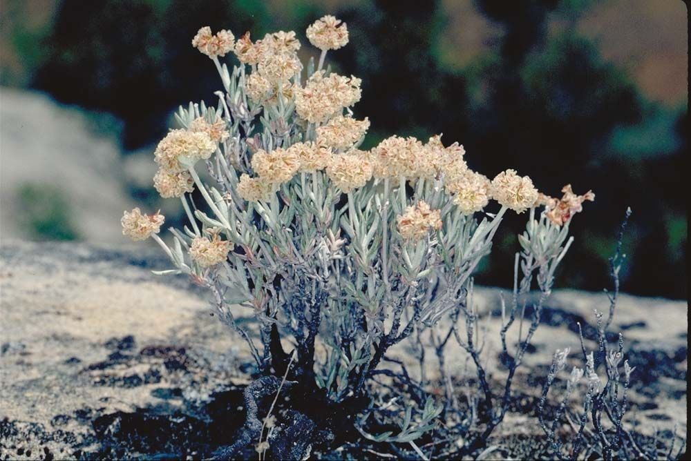 Eriogonum butterworthianum habit