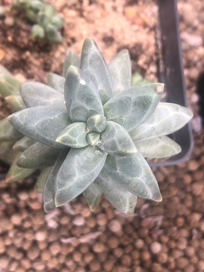Pachyphytum compactum