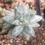 Pachyphytum compactum