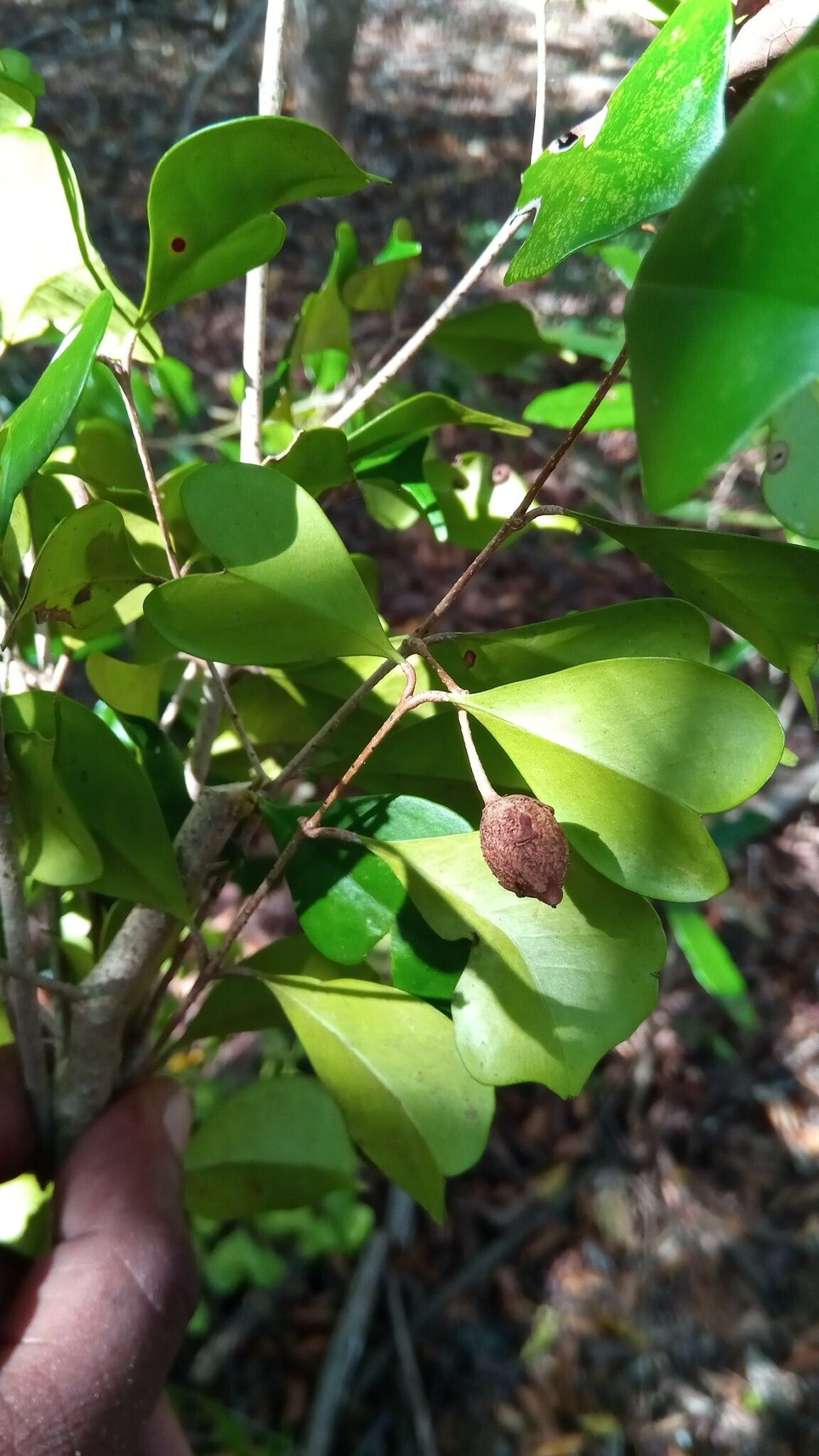 Noronhia obcordifolia fruit