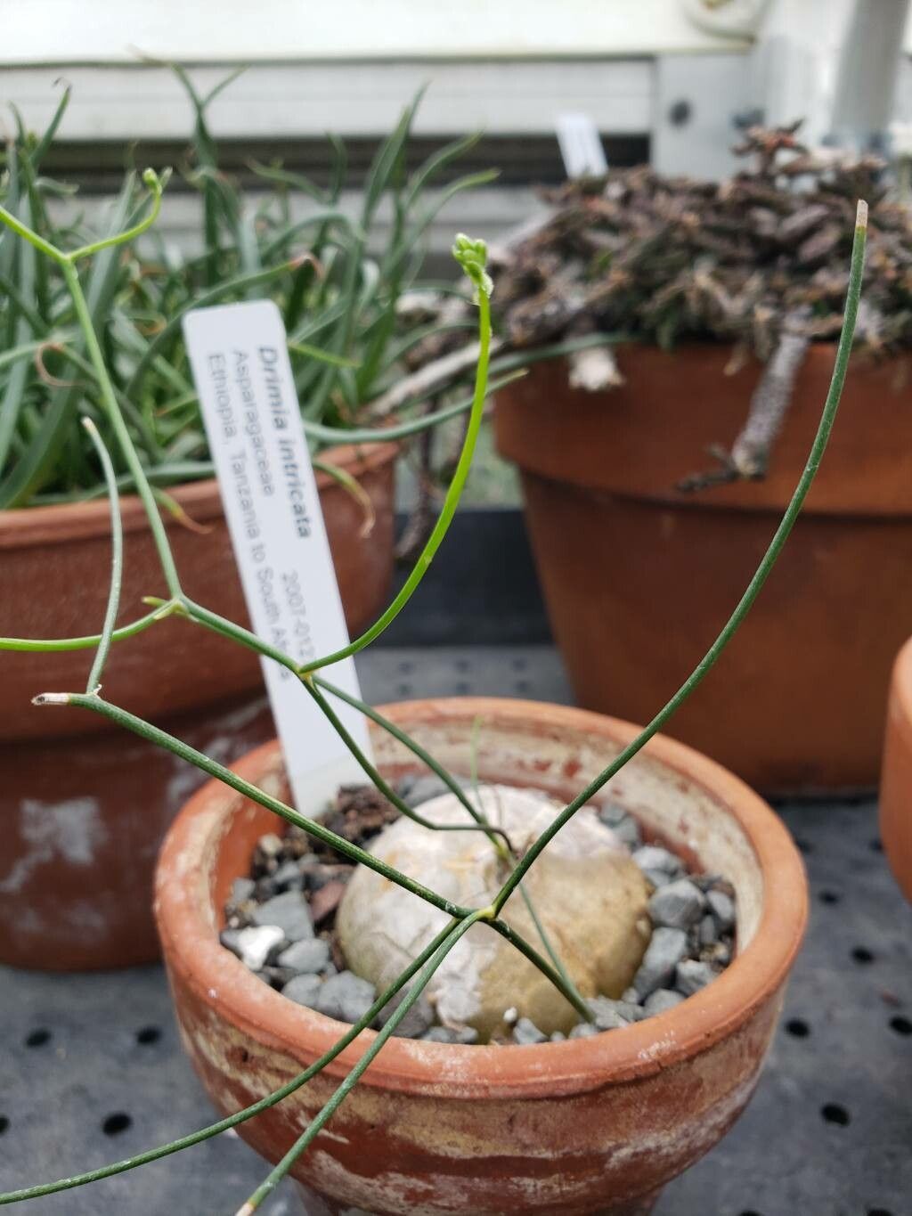 Drimia intricata — search result for 'Drimia'