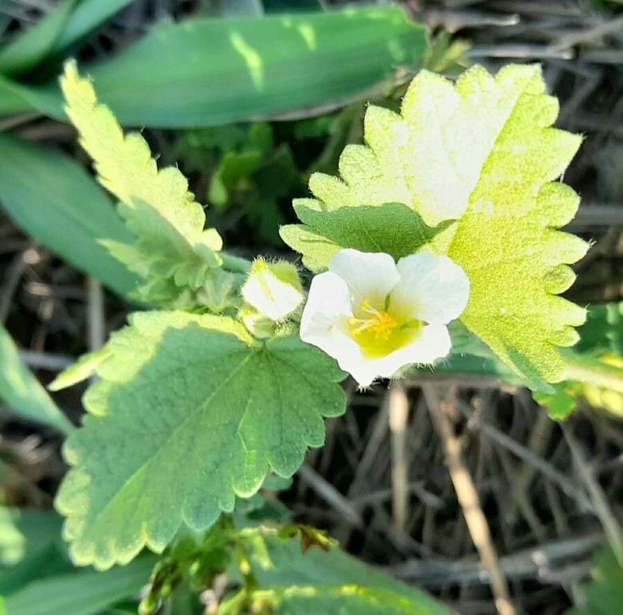 Herissantia crispa flower