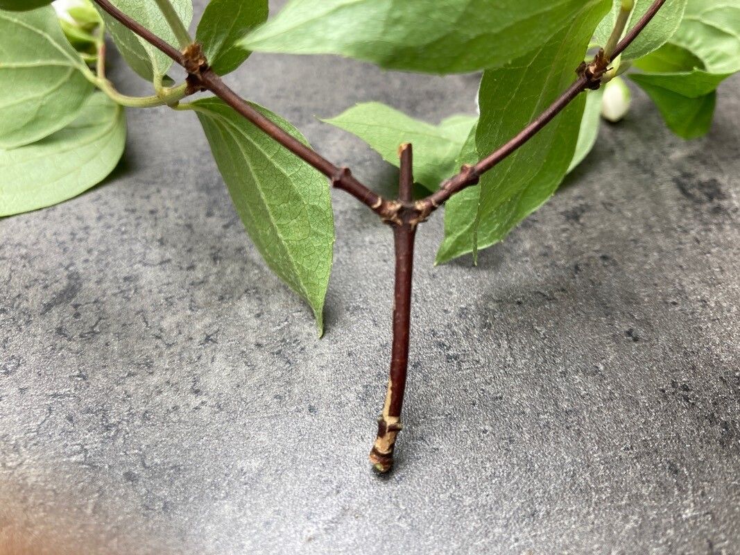 Philadelphus hirsutus bark
