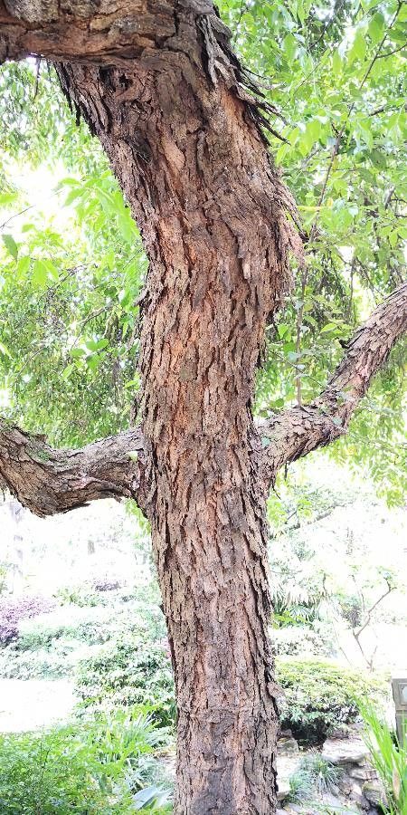 Chukrasia tabularis bark