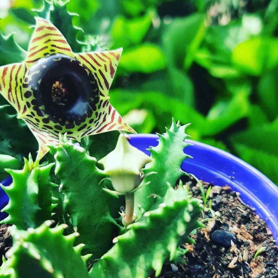 Huernia plowesii flower