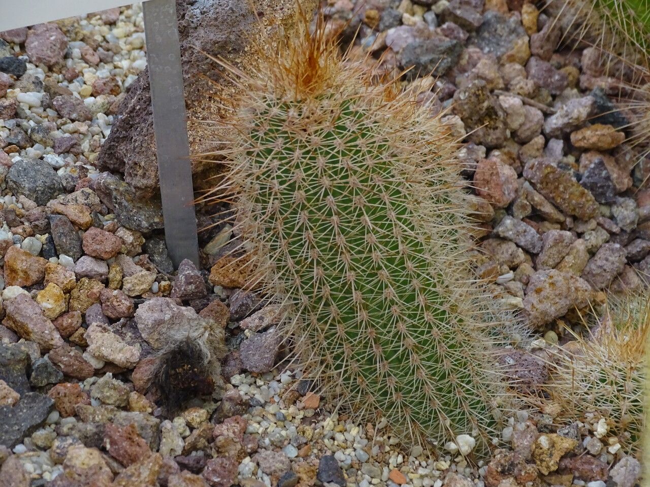 Parodia ayopayana leaf