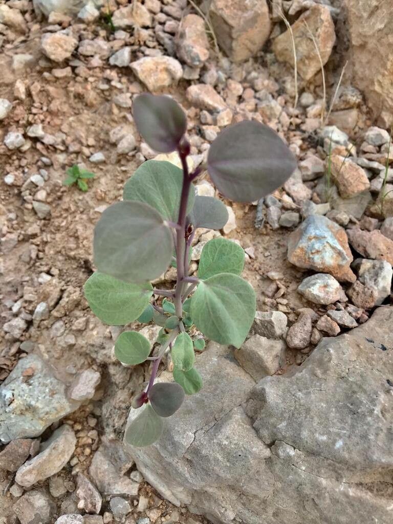 Cleome coluteoides — search result for 'Cleome'