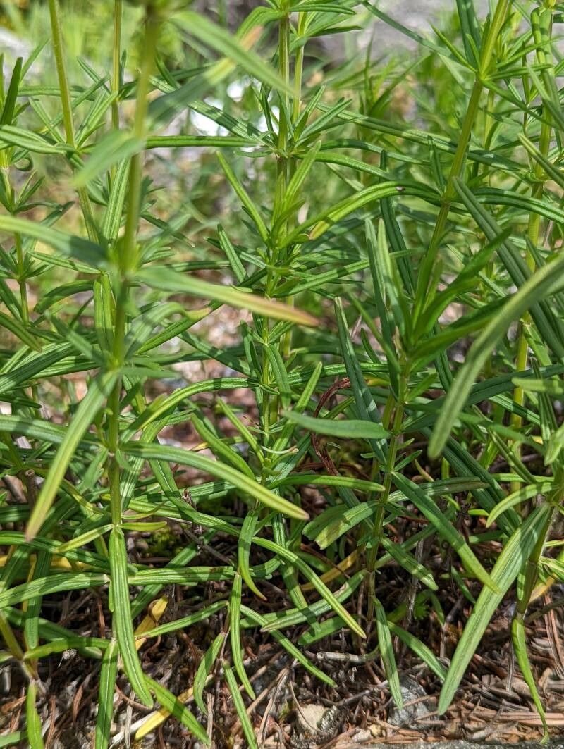 Dracocephalum ruyschiana — search result for 'Dracocephalum'