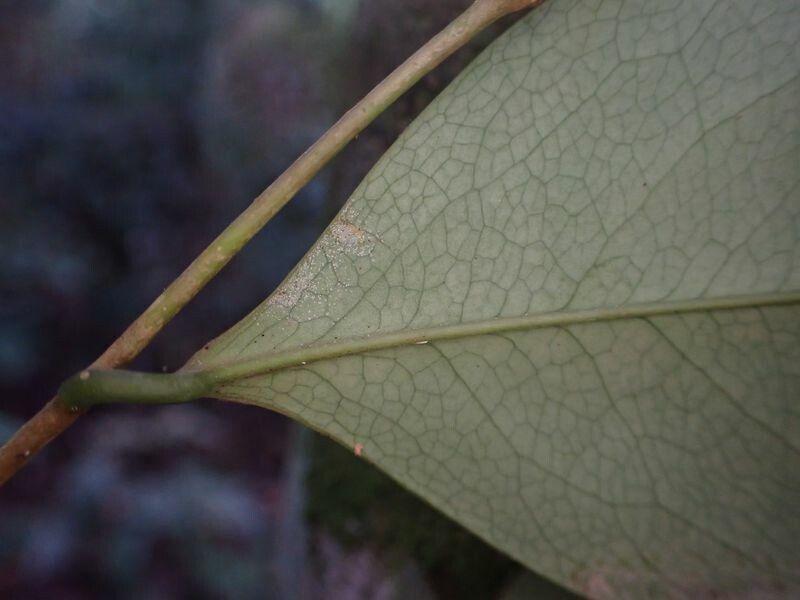 Xylopia quintasii leaf