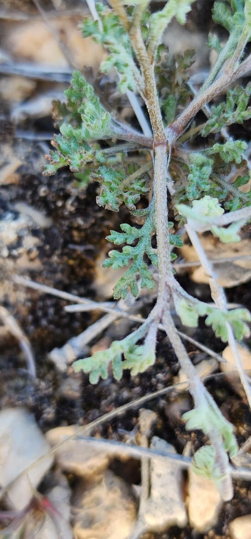 Anthemis odontostephana — search result for 'Anthemis'