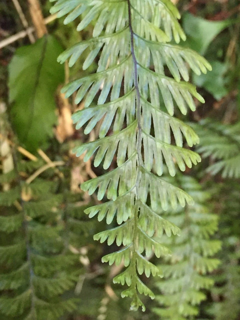 Hymenophyllum pectinatum leaf