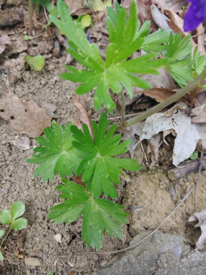 Delphinium tricorne — search result for 'Delphinium'