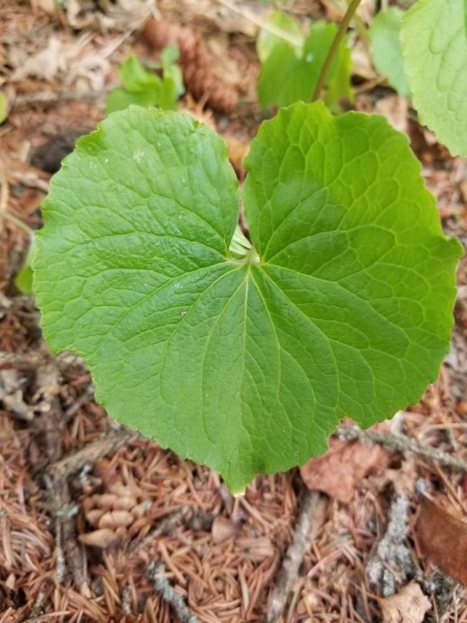Viola canadensis leaf