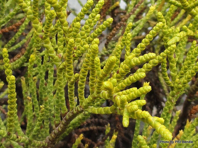 Veronica armstrongii leaf
