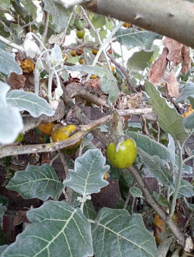 Solanum marginatum fruit