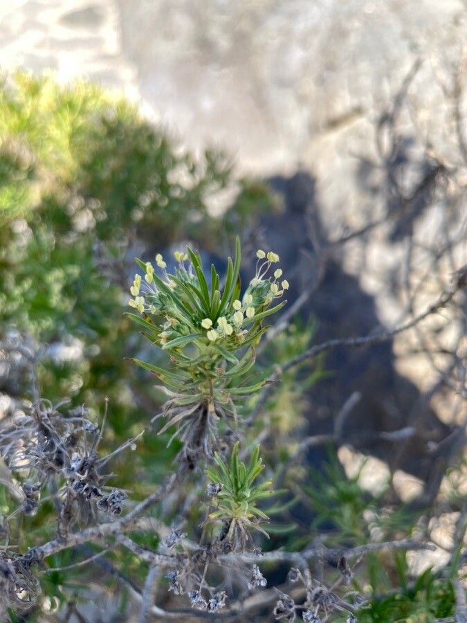 Plantago arborescens — search result for 'Plantago'