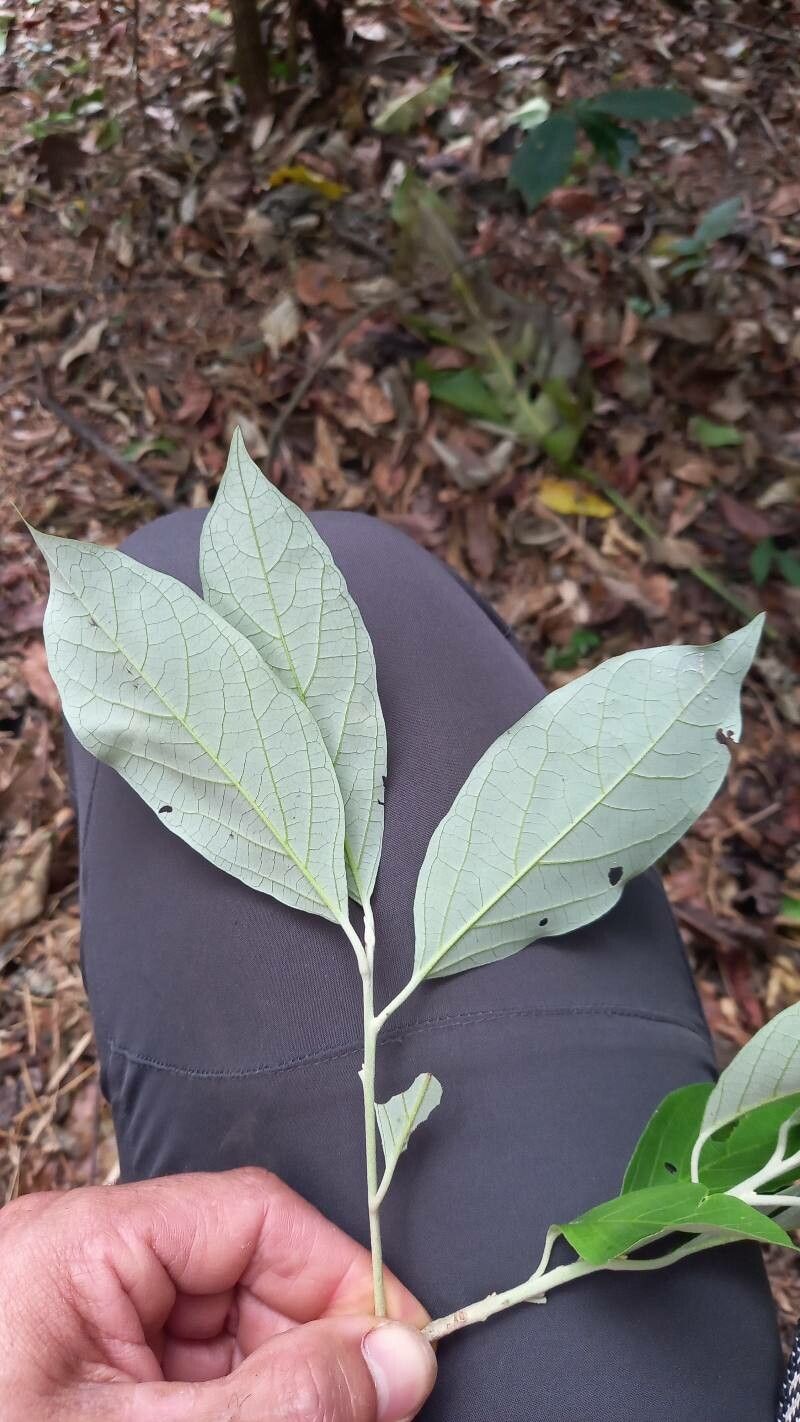 Styrax argenteus leaf
