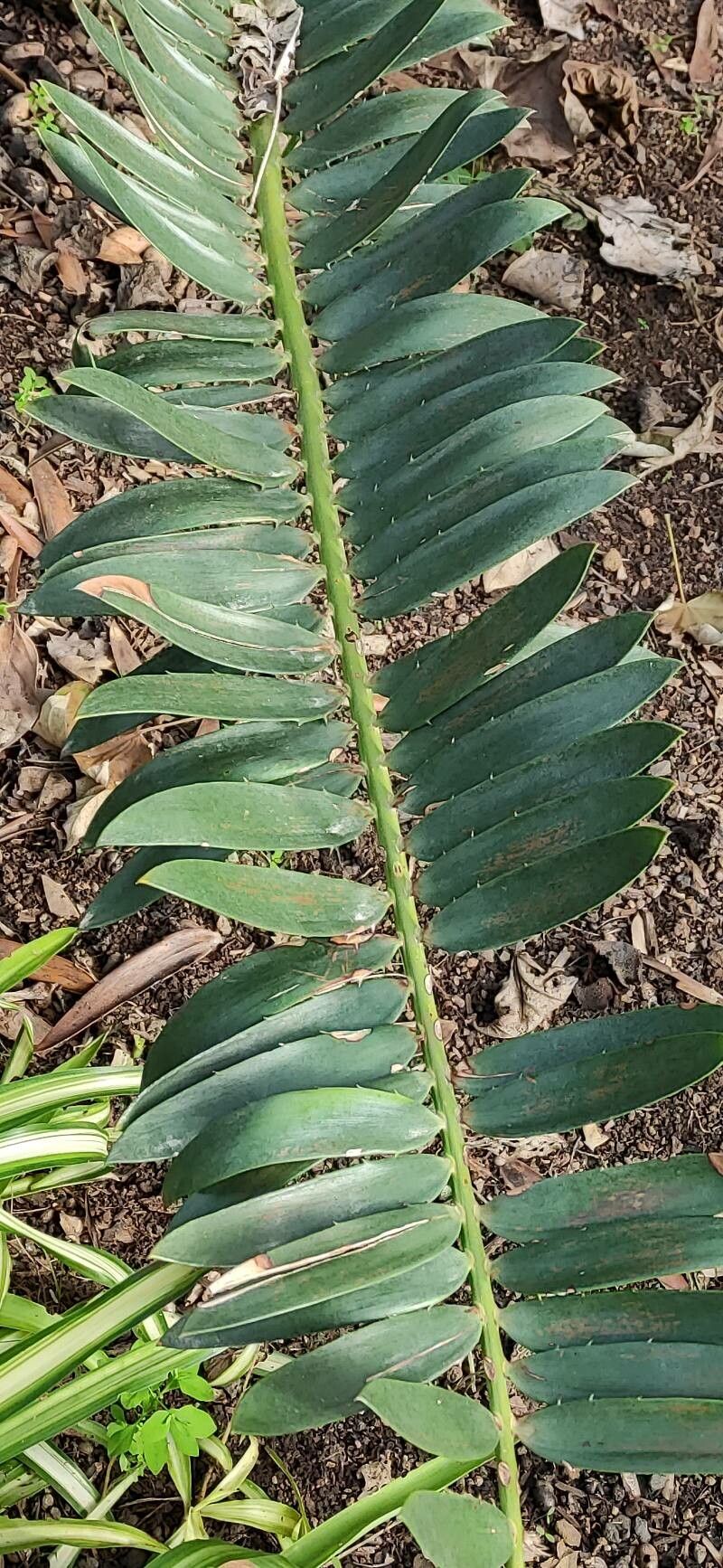 Encephalartos manikensis — search result for 'Encephalartos'