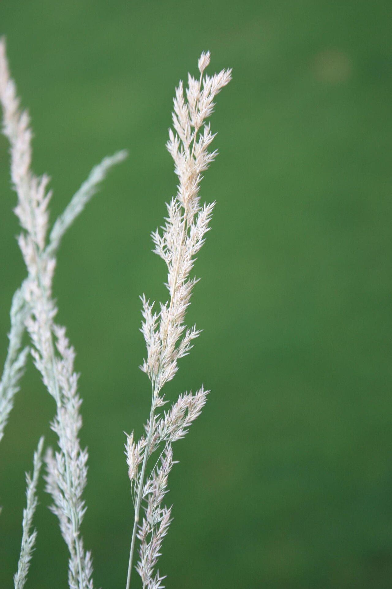 Lachnagrostis lachnantha flower
