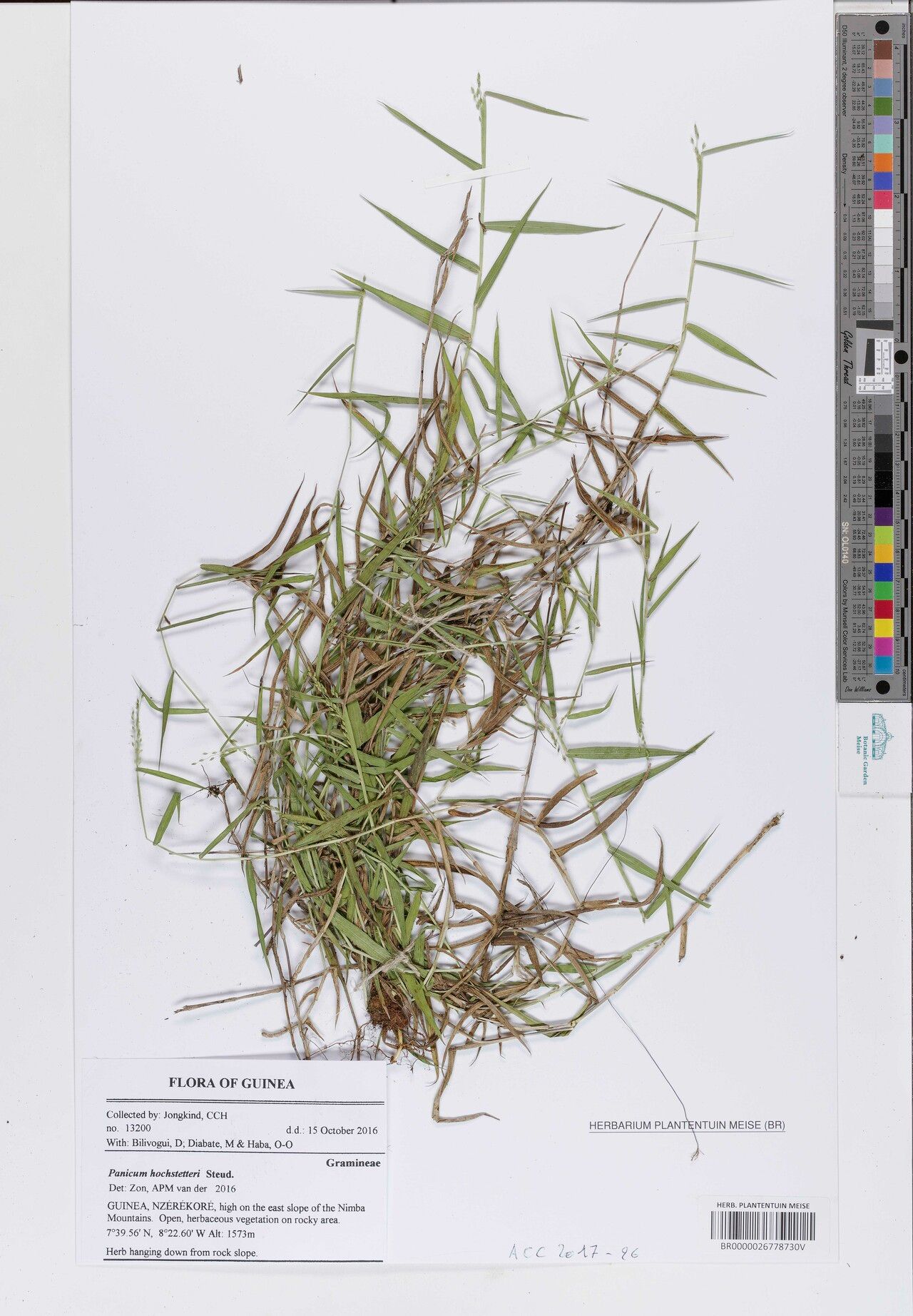 Panicum hochstetteri — houseplant care guide