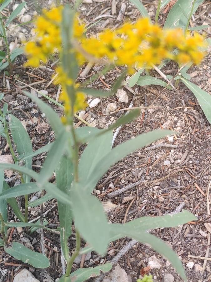 Solidago velutina leaf