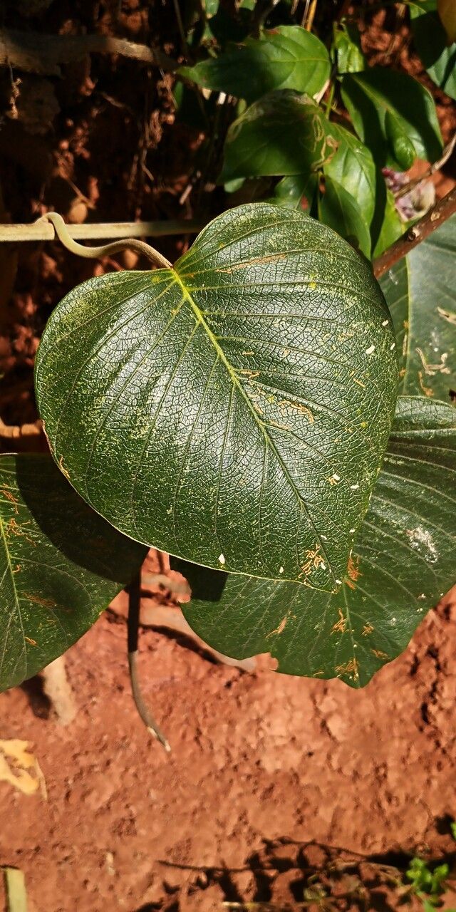 Argyreia nervosa — search result for 'Convolvulaceae'