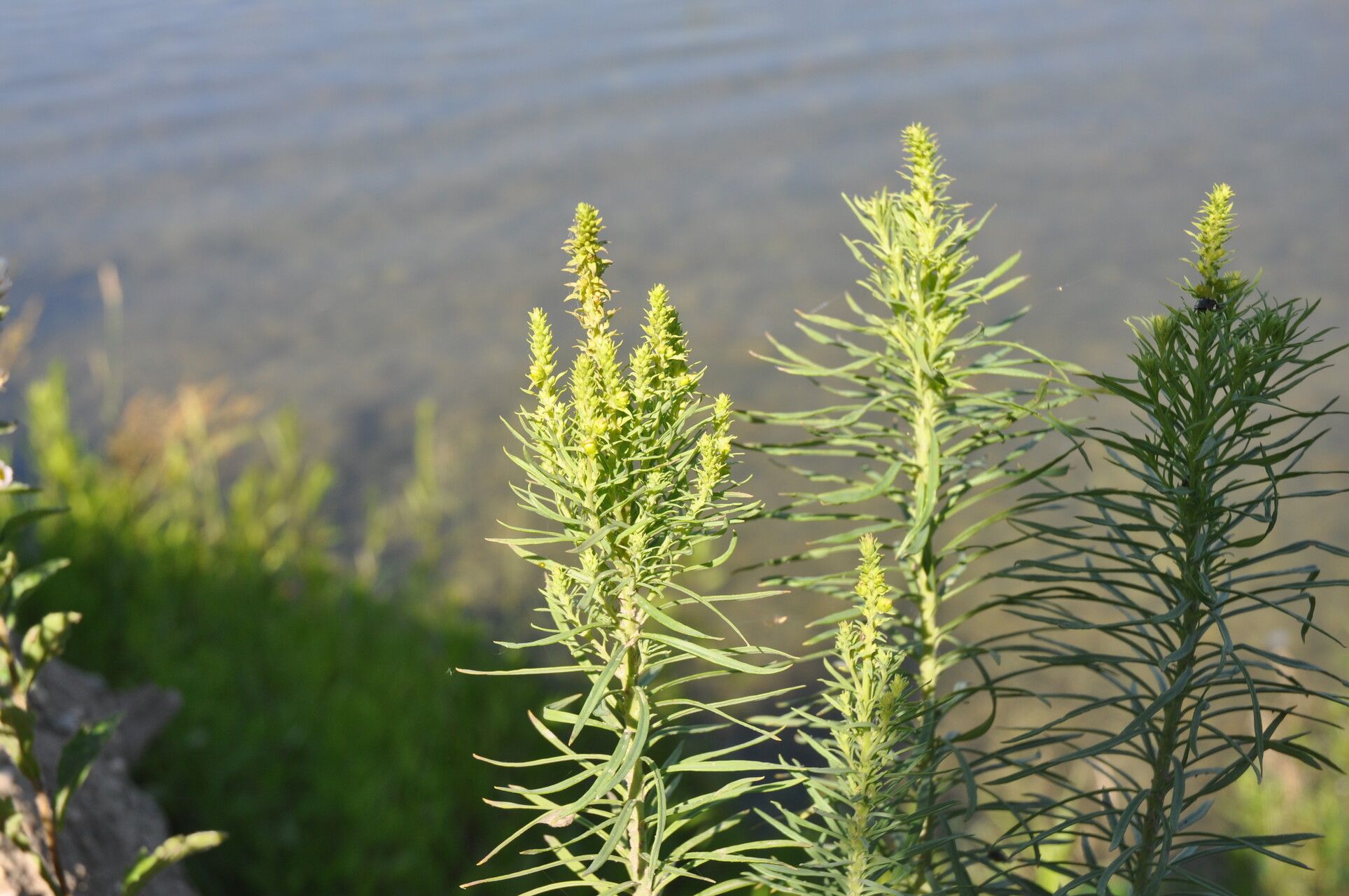 Asclepias linaria fruit